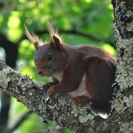 Campsite Le Charme Du Bassin D Arcachon En Mobil Climatise